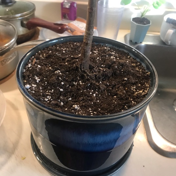 Tall and Large Ficus Audrey - Picture 7 of 16